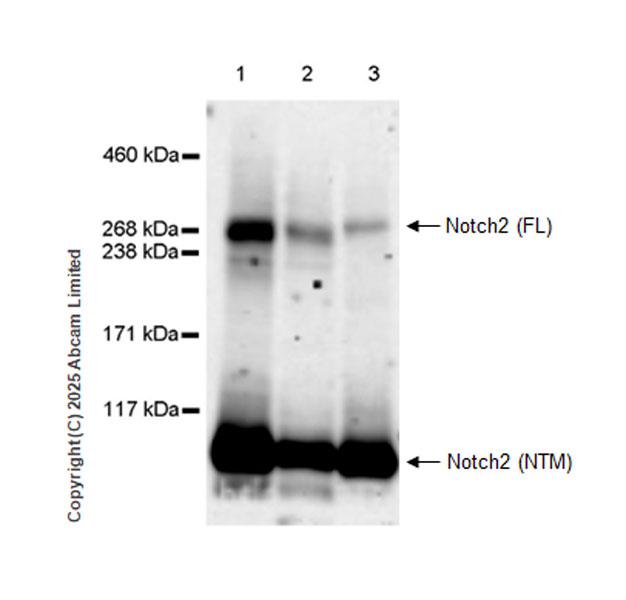 Anti-Notch2 antibody [EPR23715-107] - BSA and Azide free