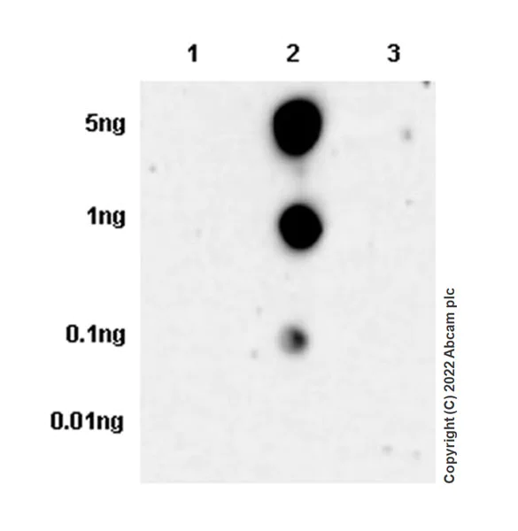 Dot Blot - Anti-Notch2 antibody [EPR26111-69] - BSA and Azide free (AB307701)