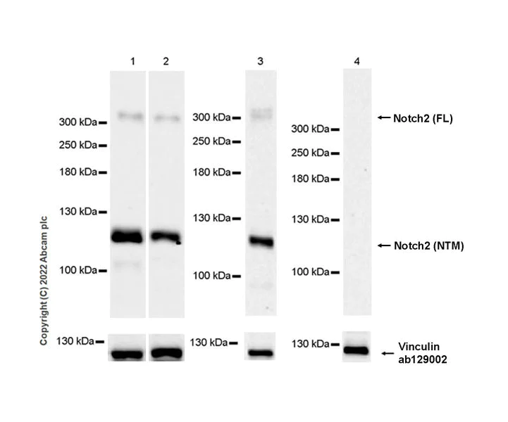 Western blot - Anti-Notch2 antibody [EPR26111-69] - BSA and Azide free (AB307701)