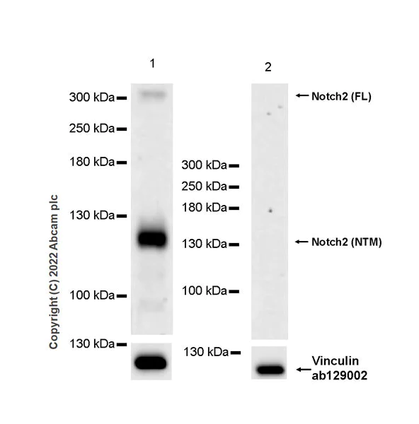 Western blot - Anti-Notch2 antibody [EPR26111-69] - BSA and Azide free (AB307701)