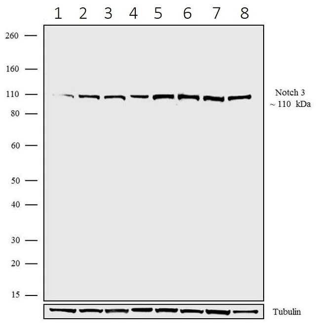 Western blot - Anti-NOTCH3 antibody [4HCLC] (AB277799)