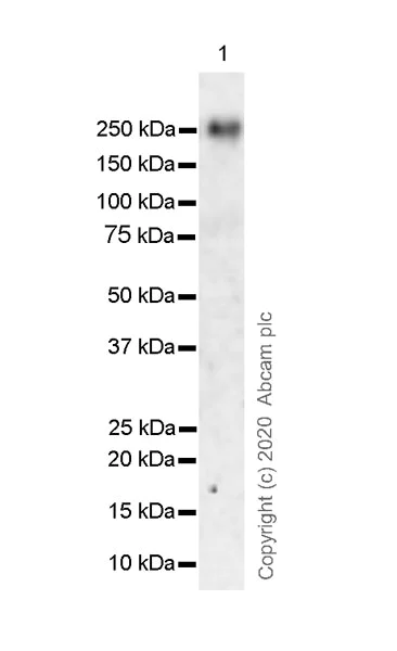 Western blot - Anti-NOTCH3 antibody [8G5] (AB252845)