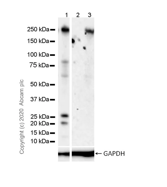 Western blot - Anti-NOTCH3 antibody [8G5] - BSA and Azide free (AB255839)