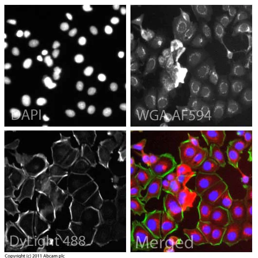Immunocytochemistry/ Immunofluorescence - Anti-NOTCH3 antibody (AB23426)