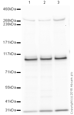Western blot - Anti-NOTCH3 antibody (AB23426)