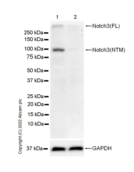 Western blot - Anti-NOTCH3 antibody [EPR25183-101] (AB300527)