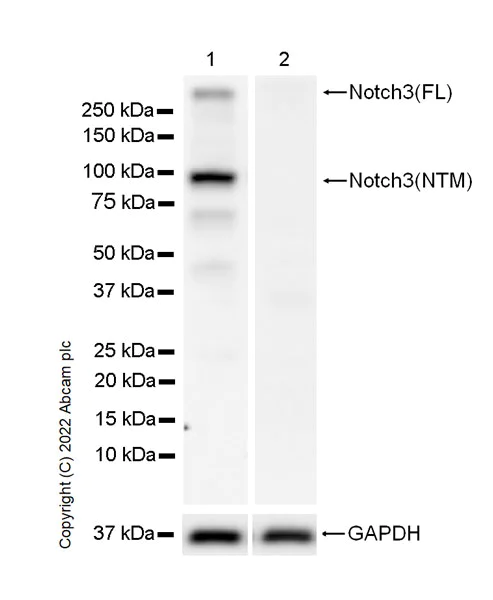 Western blot - Anti-NOTCH3 antibody [EPR25183-101] (AB300527)