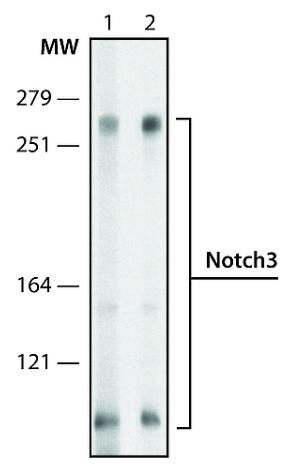Western blot - Anti-NOTCH3 antibody [NIZ 8G5] (AB213632)