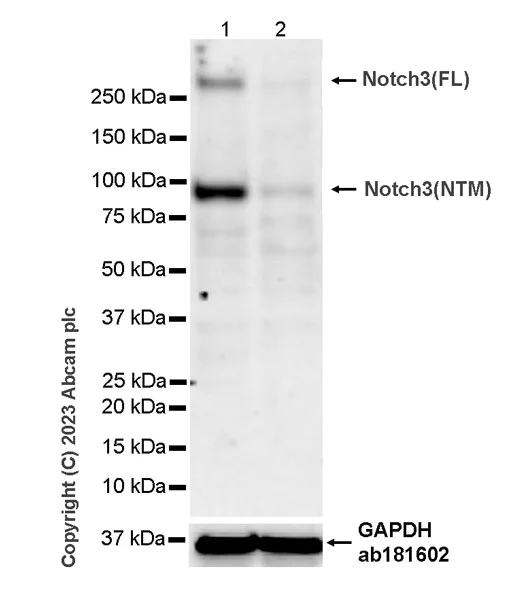Western blot - Anti-NOTCH3 antibody [RM1102] (AB315348)