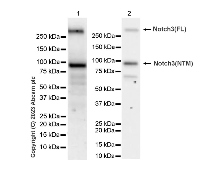 Western blot - Anti-NOTCH3 antibody [RM1102] (AB315348)