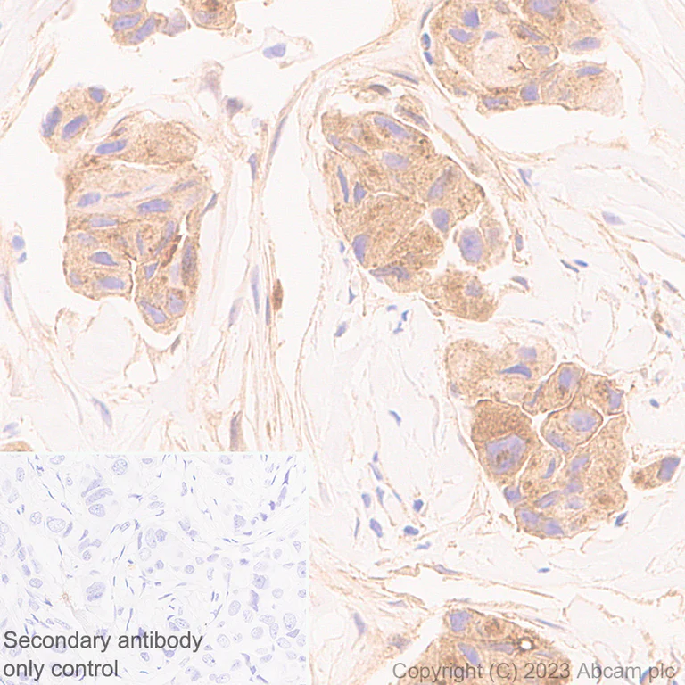 Immunohistochemistry (Formalin/PFA-fixed paraffin-embedded sections) - Anti-NOTCH3 antibody [RM1102] - BSA and Azide free (AB315349)