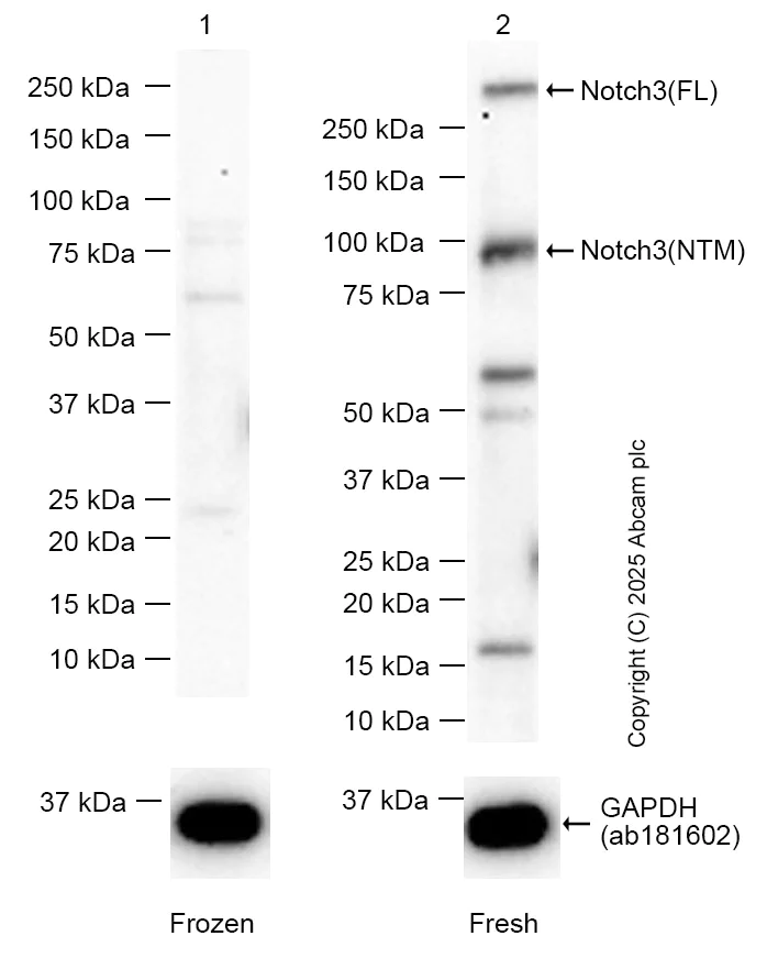Western blot - Anti-NOTCH3 antibody [RM1102] - BSA and Azide free (AB315349)