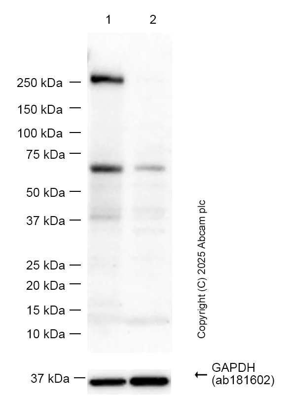 Western blot - Anti-NOTCH4 antibody [EPNCIR101B] - BSA and Azide free (AB249346)