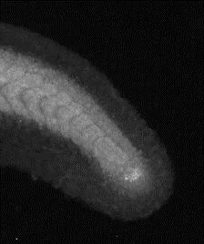 IHC - Wholemount - Anti-Noto antibody (AB210568)