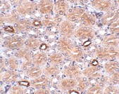 Immunohistochemistry (Formalin/PFA-fixed paraffin-embedded sections) - Anti-NOTUM antibody (AB106448)