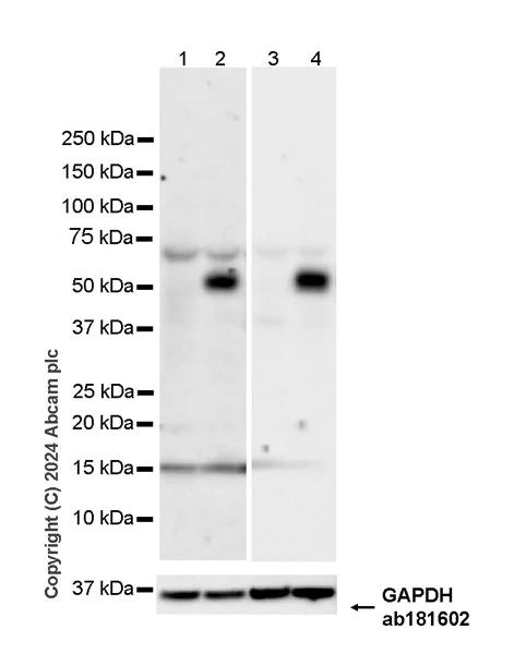 Western blot - Anti-NOTUM antibody [EPR27981-76] (AB315895)