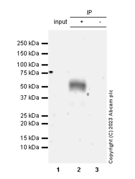 Immunoprecipitation - Anti-NOTUM antibody [EPR27981-76] - BSA and Azide free (AB315896)