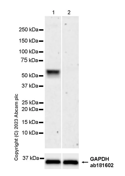 Western blot - Anti-NOTUM antibody [EPR27981-76] - BSA and Azide free (AB315896)