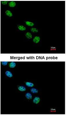 Immunocytochemistry/ Immunofluorescence - Anti-Nova1 antibody (AB97368)