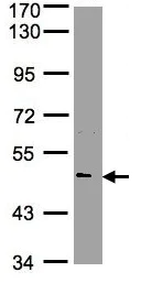 Western blot - Anti-Nova1 antibody (AB97368)