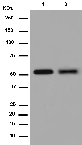 Western blot - Anti-Nova1 antibody [EPR13847] (AB183024)