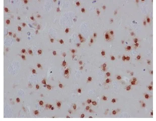 Immunohistochemistry (Formalin/PFA-fixed paraffin-embedded sections) - Anti-Nova1 antibody [EPR13848] - BSA and Azide free (AB250697)