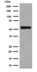 Western blot - Anti-Nova1 antibody [EPR13848] - BSA and Azide free (AB250697)