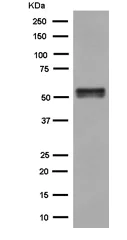Western blot - Anti-Nova1 antibody [EPR13848] - BSA and Azide free (AB250697)