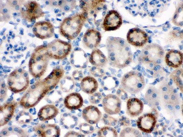 Immunohistochemistry (Formalin/PFA-fixed paraffin-embedded sections) - Anti-NOX1 antibody (AB131088)