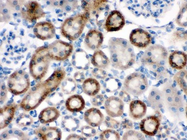 Immunohistochemistry (Formalin/PFA-fixed paraffin-embedded sections) - Anti-NOX1 antibody (AB131088)