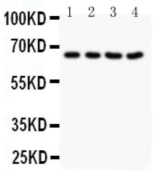 Western blot - Anti-NOX1 antibody (AB131088)