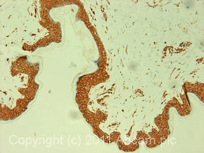 Immunohistochemistry (Formalin/PFA-fixed paraffin-embedded sections) - Anti-NOX2/gp91phox antibody [54.1] (AB80897)