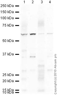 Western blot - Anti-NOX2/gp91phox antibody [54.1] (AB80897)