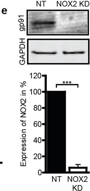 Western blot - Anti-NOX2/gp91phox antibody [54.1] (AB80897)
