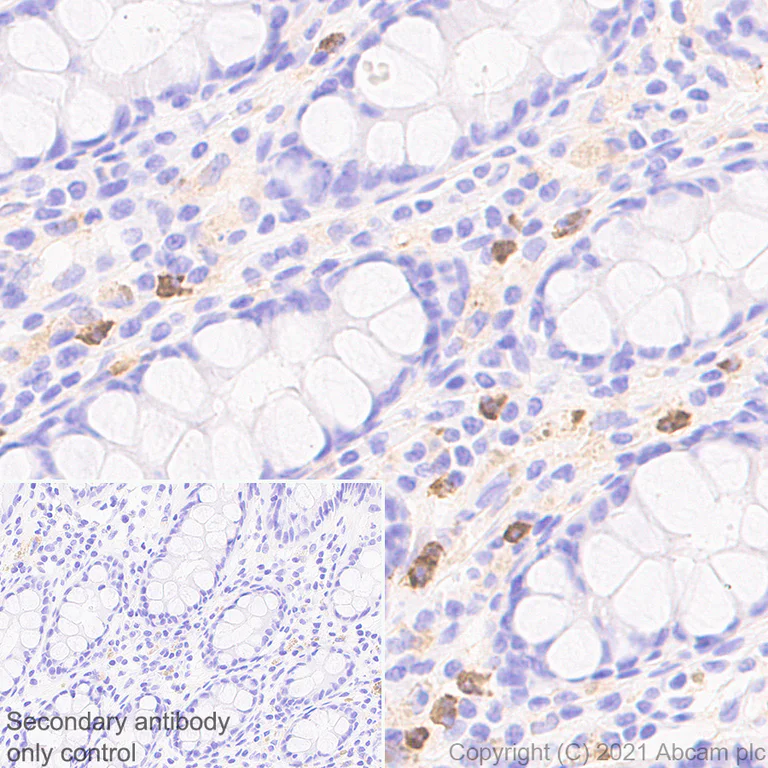 Immunohistochemistry (Formalin/PFA-fixed paraffin-embedded sections) - Anti-NOX2/gp91phox antibody [EPR24537-15] - BSA and Azide free (AB280959)