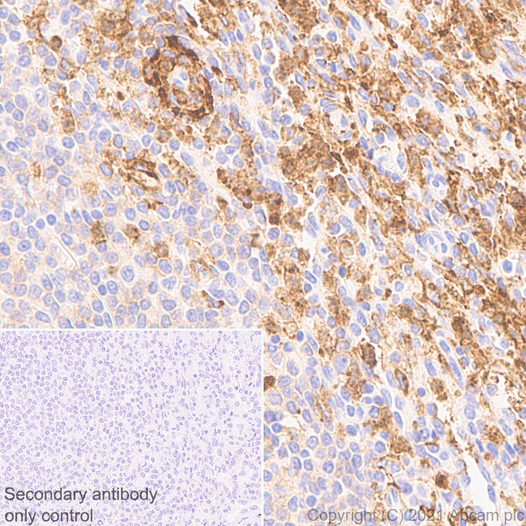 Immunohistochemistry (Formalin/PFA-fixed paraffin-embedded sections) - Anti-NOX2/gp91phox antibody [EPR24537-15] - BSA and Azide free (AB280959)