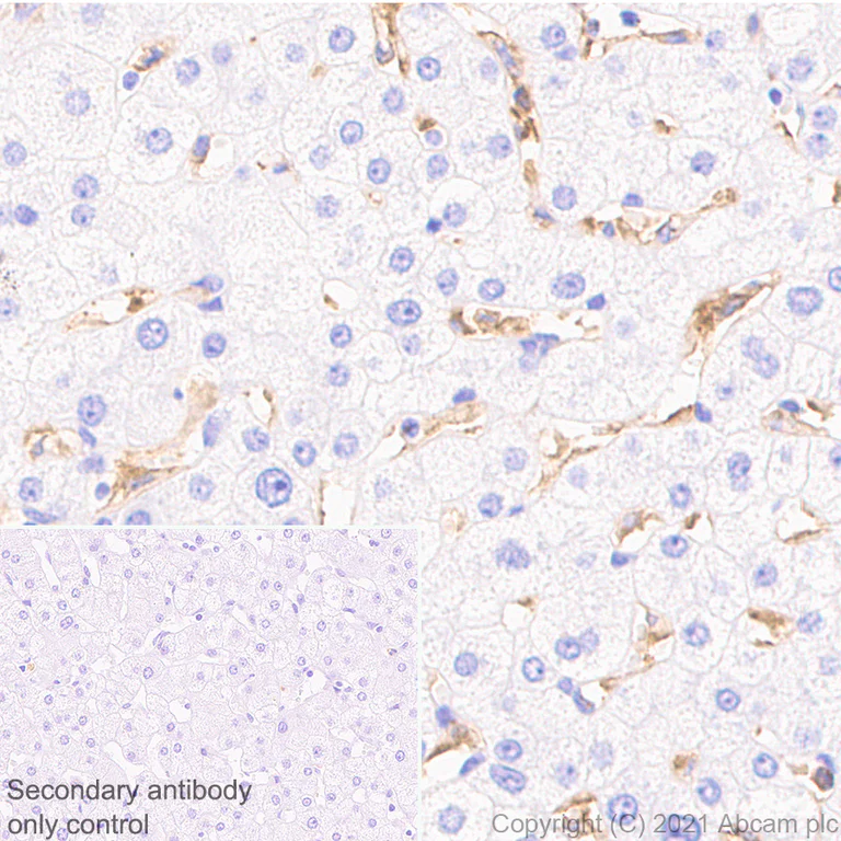 Immunohistochemistry (Formalin/PFA-fixed paraffin-embedded sections) - Anti-NOX2/gp91phox antibody [EPR24537-15] - BSA and Azide free (AB280959)