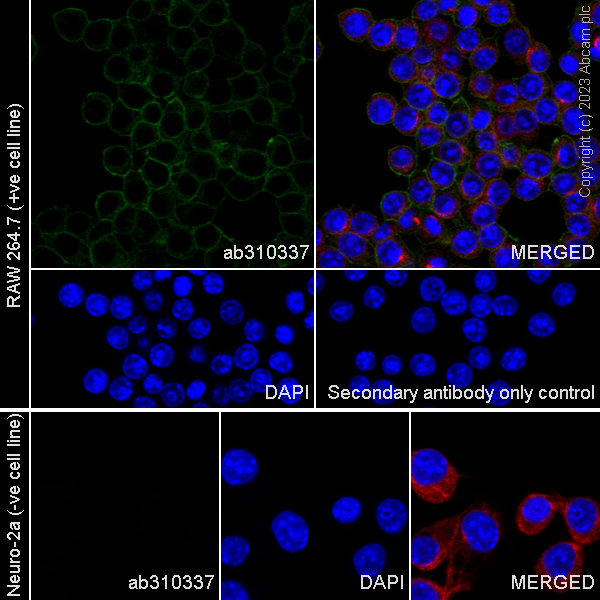 Immunocytochemistry/ Immunofluorescence - Anti-NOX2/gp91phox antibody [EPR28415-13] (AB310337), expandable thumbnail