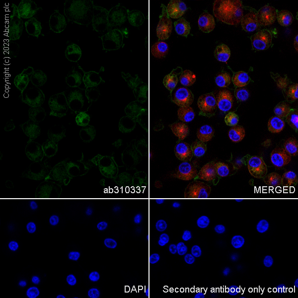 Immunocytochemistry/ Immunofluorescence - Anti-NOX2/gp91phox antibody [EPR28415-13] (AB310337), expandable thumbnail