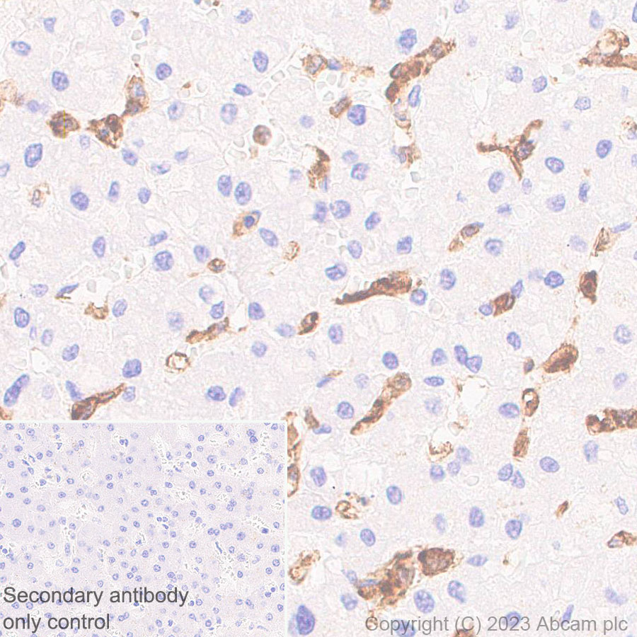 Immunohistochemistry (Formalin/PFA-fixed paraffin-embedded sections) - Anti-NOX2/gp91phox antibody [EPR28415-13] (ab310337), expandable thumbnail