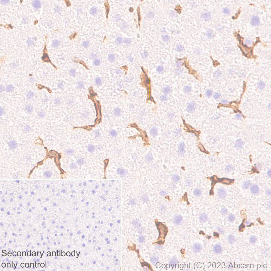 Immunohistochemistry (Formalin/PFA-fixed paraffin-embedded sections) - Anti-NOX2/gp91phox antibody [EPR28415-13] (ab310337), expandable thumbnail