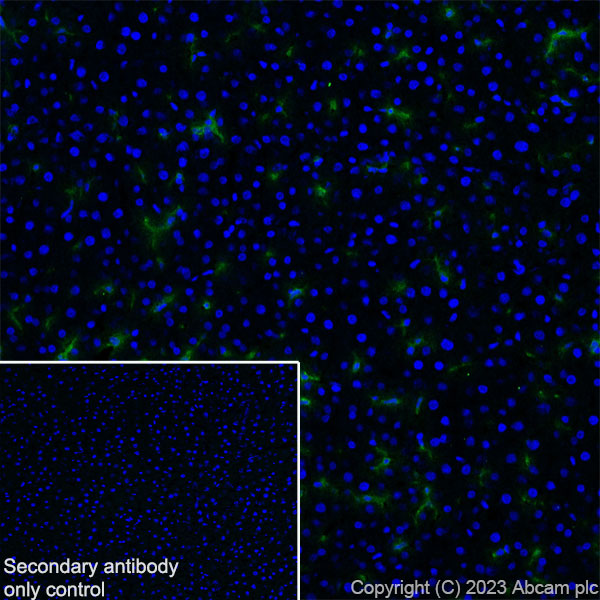 Immunohistochemistry (Frozen sections) - Anti-NOX2/gp91phox antibody [EPR28415-13] (ab310337), expandable thumbnail