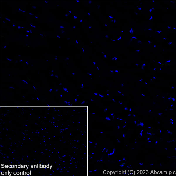 Immunohistochemistry (Frozen sections) - Anti-NOX2/gp91phox antibody [EPR28415-13] (ab310337), expandable thumbnail