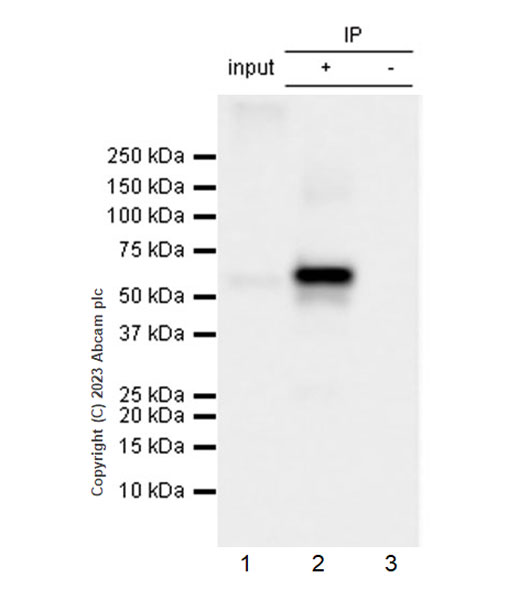 Immunoprecipitation - Anti-NOX2/gp91phox antibody [EPR28415-13] (AB310337), expandable thumbnail
