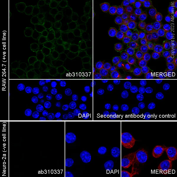 Immunocytochemistry/ Immunofluorescence - Anti-NOX2/gp91phox antibody [EPR28415-13] - BSA and Azide free (AB310338)