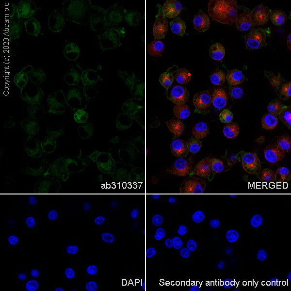 Immunocytochemistry/ Immunofluorescence - Anti-NOX2/gp91phox antibody [EPR28415-13] - BSA and Azide free (AB310338)