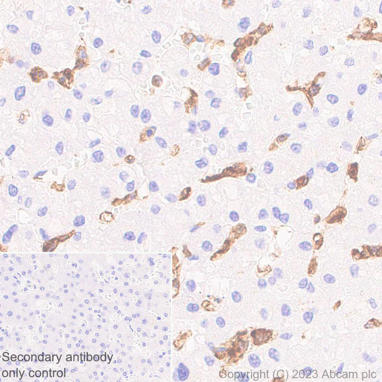 Immunohistochemistry (Formalin/PFA-fixed paraffin-embedded sections) - Anti-NOX2/gp91phox antibody [EPR28415-13] - BSA and Azide free (AB310338)