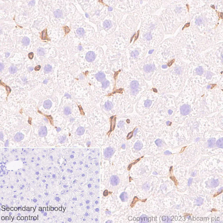 Immunohistochemistry (Formalin/PFA-fixed paraffin-embedded sections) - Anti-NOX2/gp91phox antibody [EPR28415-13] - BSA and Azide free (AB310338)