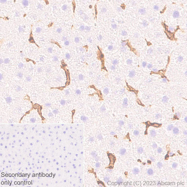 Immunohistochemistry (Formalin/PFA-fixed paraffin-embedded sections) - Anti-NOX2/gp91phox antibody [EPR28415-13] - BSA and Azide free (AB310338)