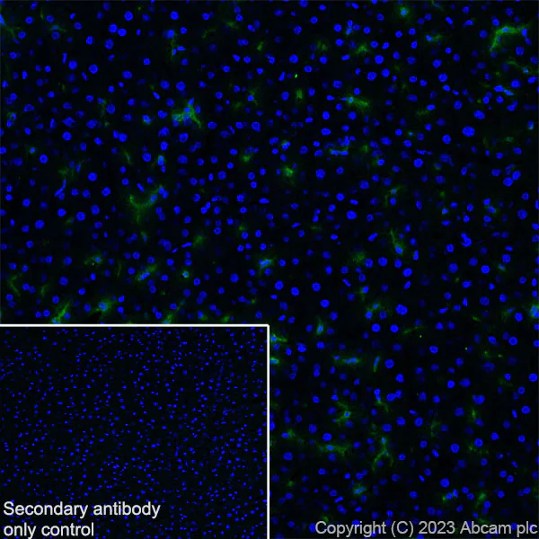 Immunohistochemistry (Frozen sections) - Anti-NOX2/gp91phox antibody [EPR28415-13] - BSA and Azide free (AB310338)